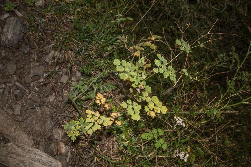 Thalictrum javanicum photo 4