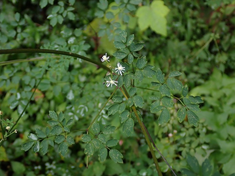 Thalictrum javanicum photo 5