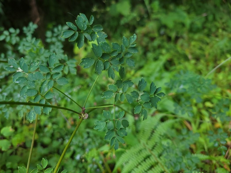 Thalictrum javanicum photo 6