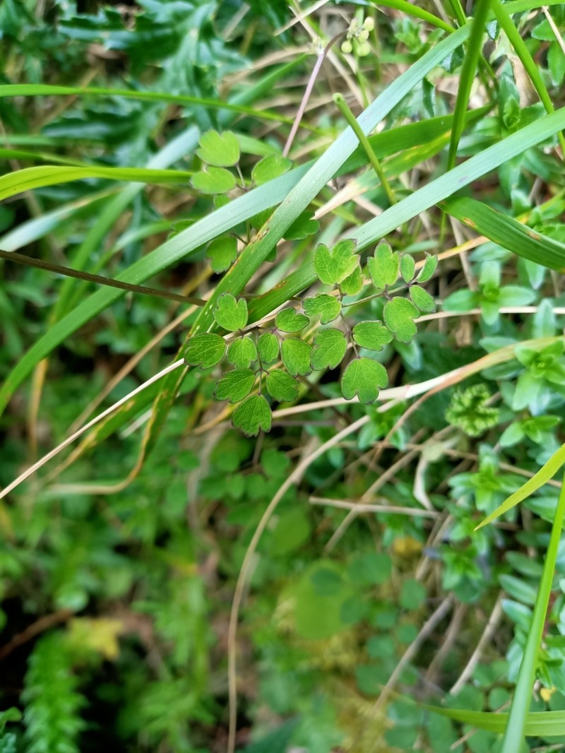Thalictrum javanicum photo 7