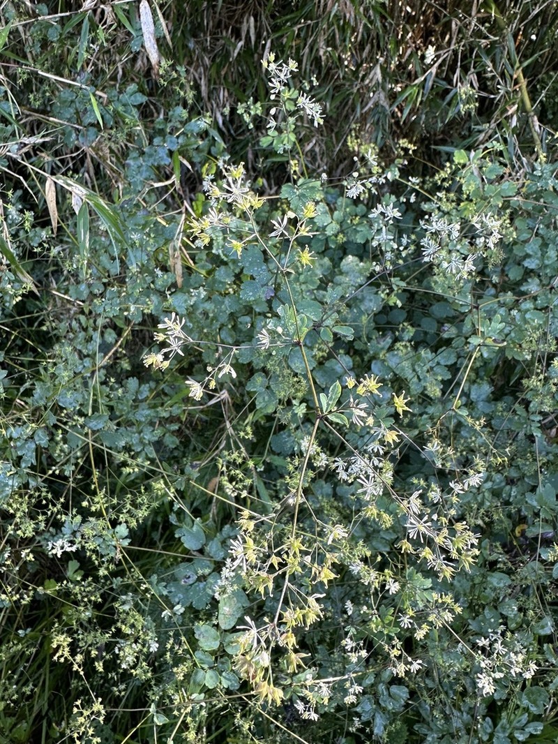 Thalictrum javanicum photo 8