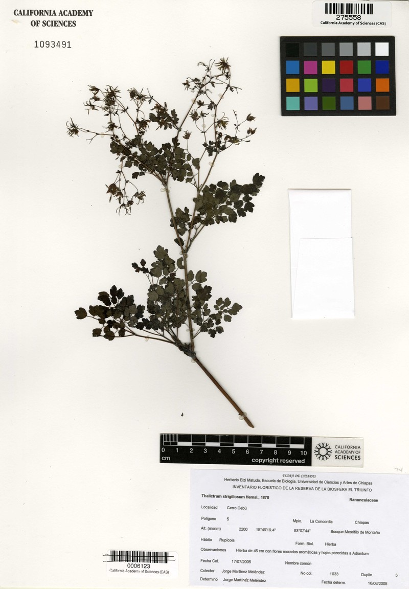 Thalictrum johnstonii
