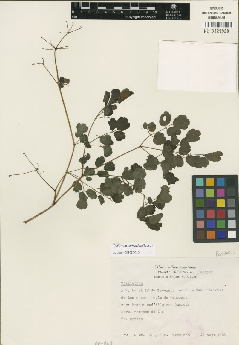 Thalictrum johnstonii photo 2