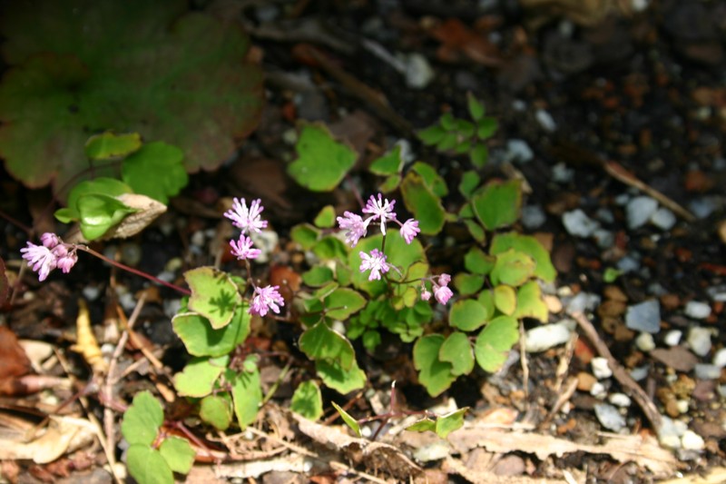 Thalictrum kiusianum
