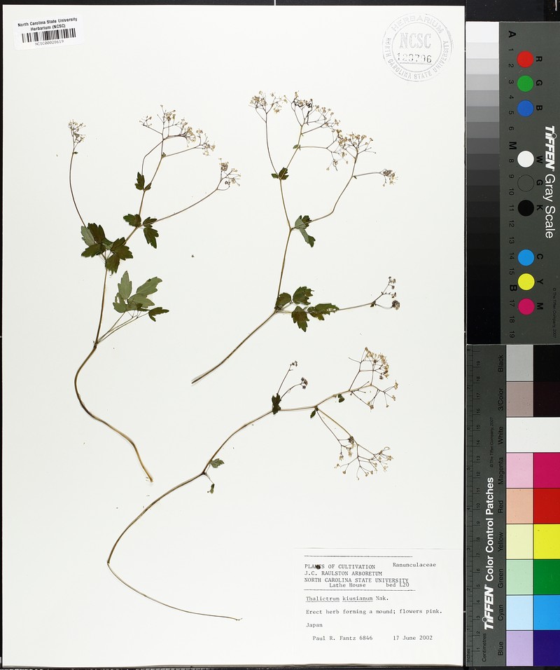 Thalictrum kiusianum photo 2
