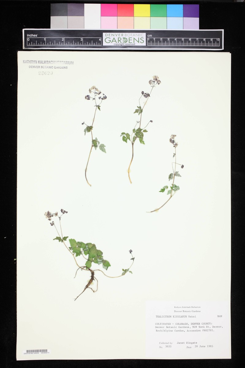 Thalictrum kiusianum photo 3
