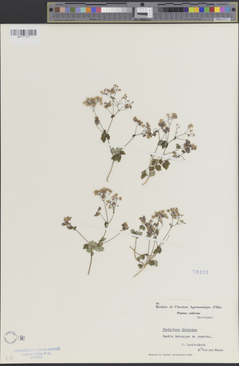 Thalictrum kiusianum photo 4
