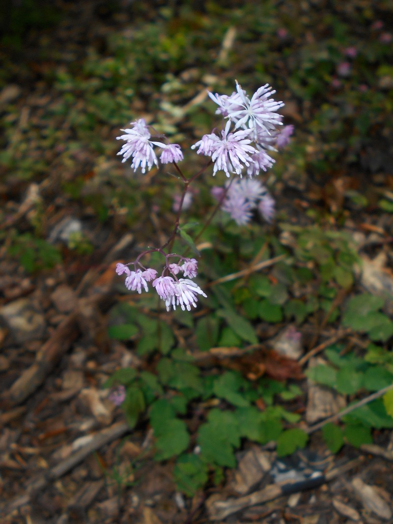 Thalictrum kiusianum photo 5