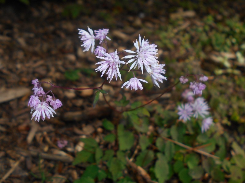 Thalictrum kiusianum photo 6