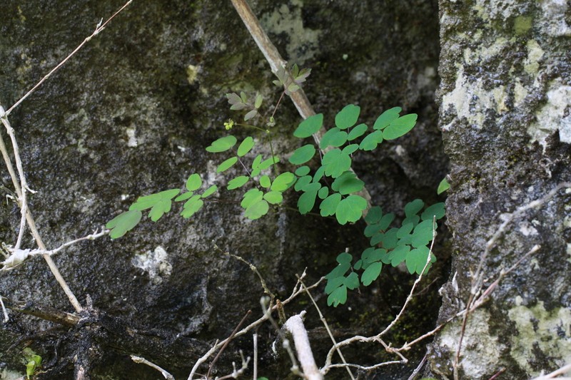 Thalictrum kubotae photo 2
