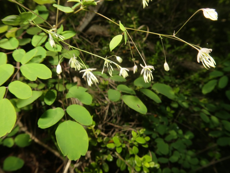 Thalictrum kubotae