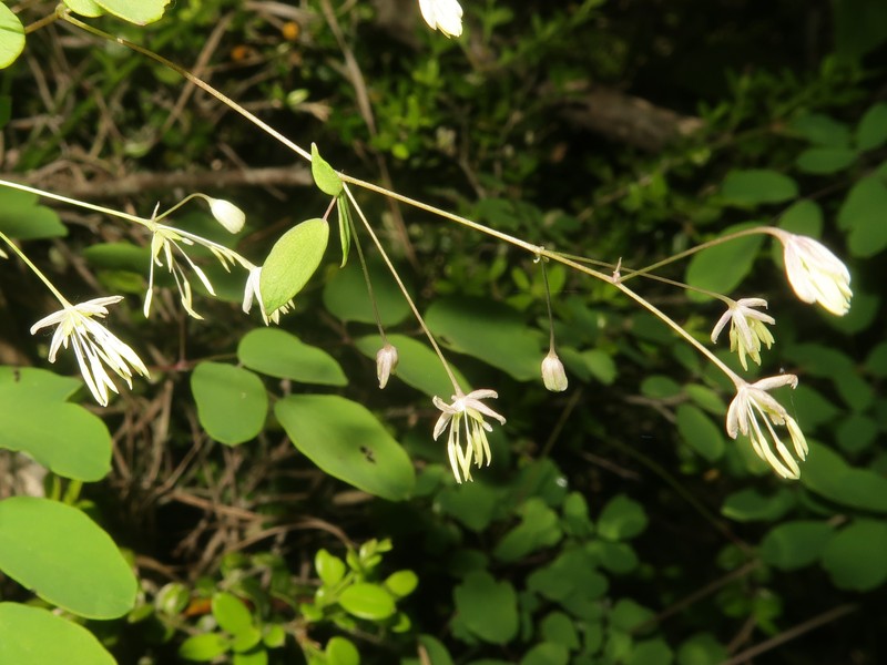 Thalictrum kubotae photo 3