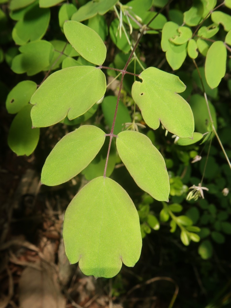 Thalictrum kubotae photo 4