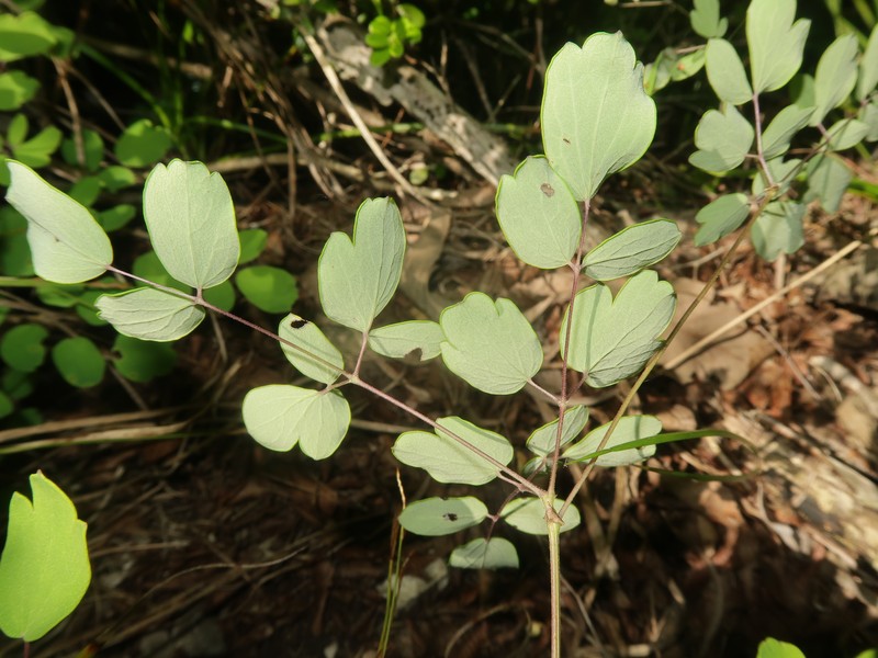 Thalictrum kubotae photo 5