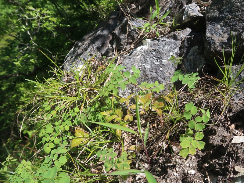 Thalictrum kubotae photo 6
