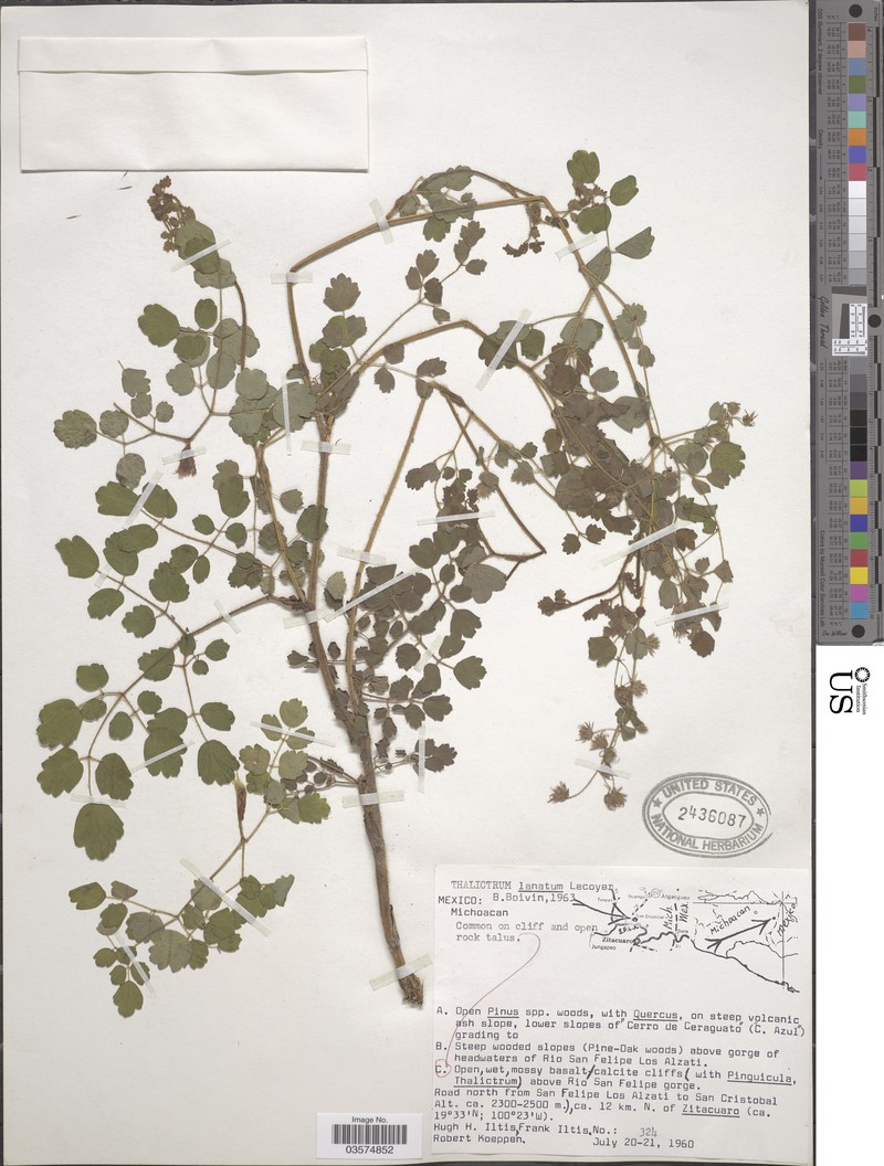 Thalictrum lanatum