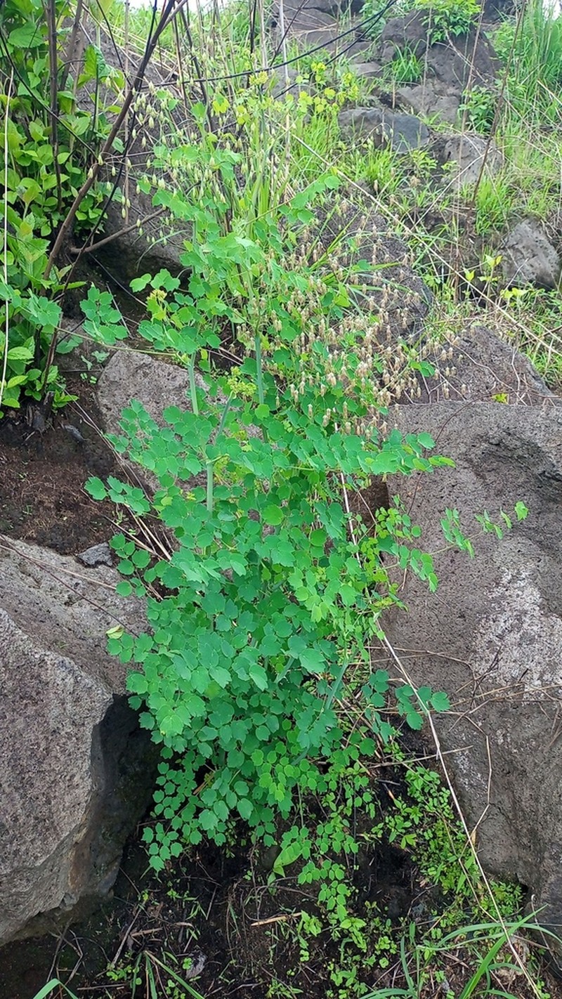 Thalictrum lankesteri