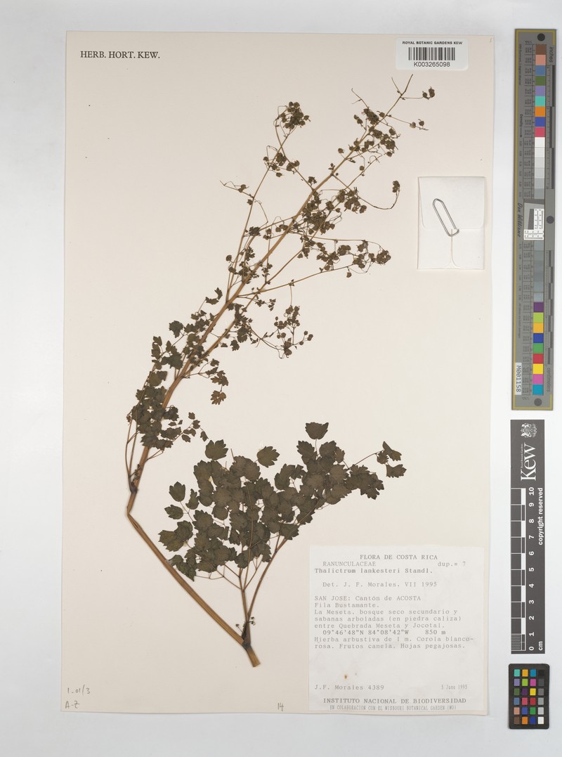 Thalictrum lankesteri photo 3