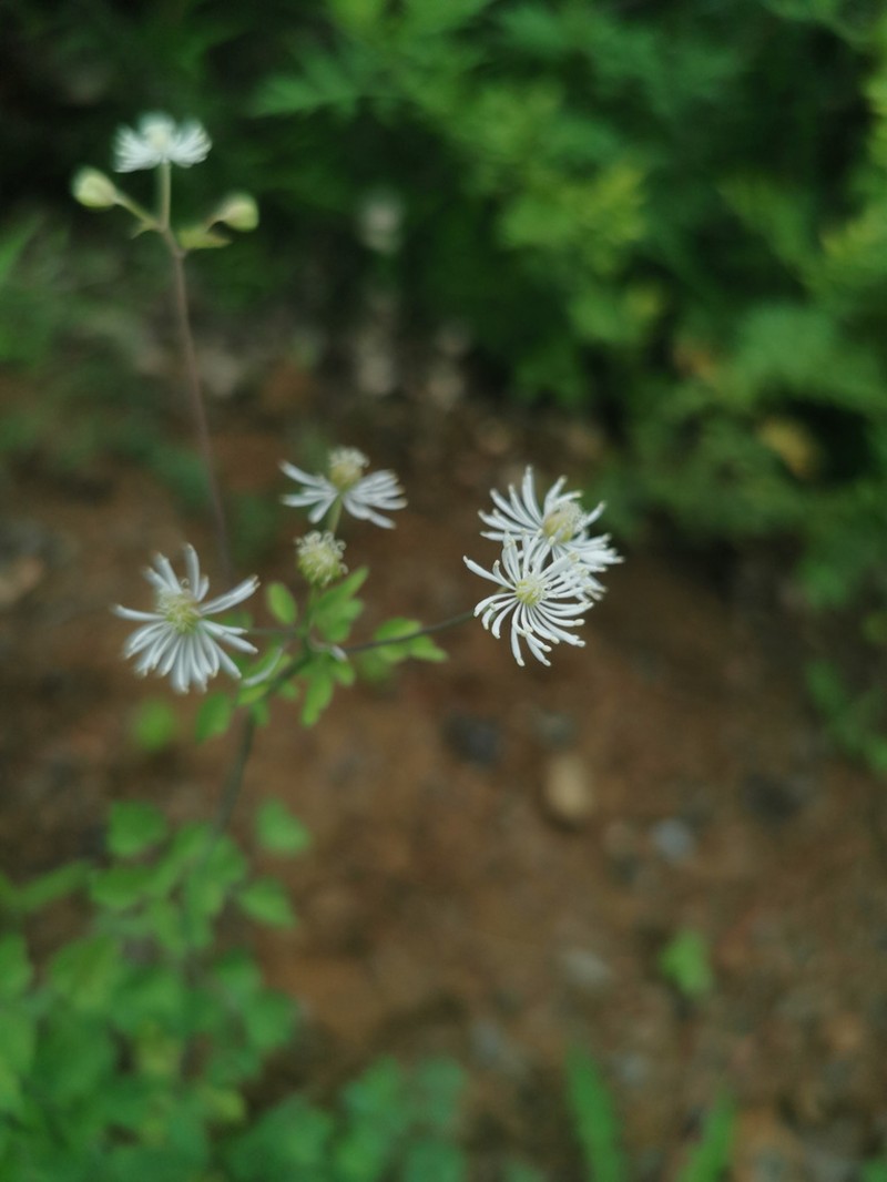 Thalictrum lecoyeri