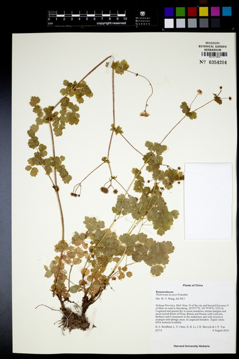 Thalictrum lecoyeri photo 2
