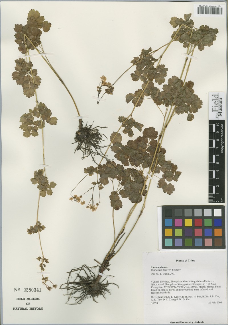 Thalictrum lecoyeri photo 3