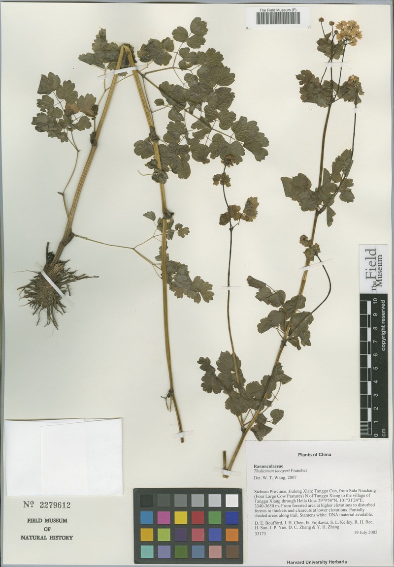 Thalictrum lecoyeri photo 4