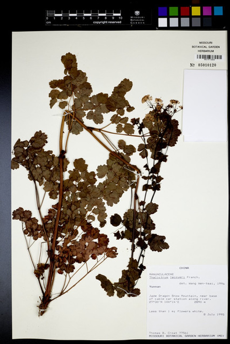 Thalictrum lecoyeri photo 5