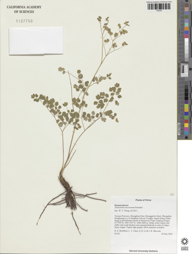 Thalictrum leuconotum