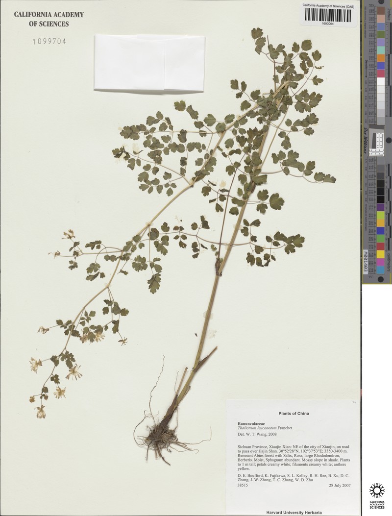 Thalictrum leuconotum photo 2