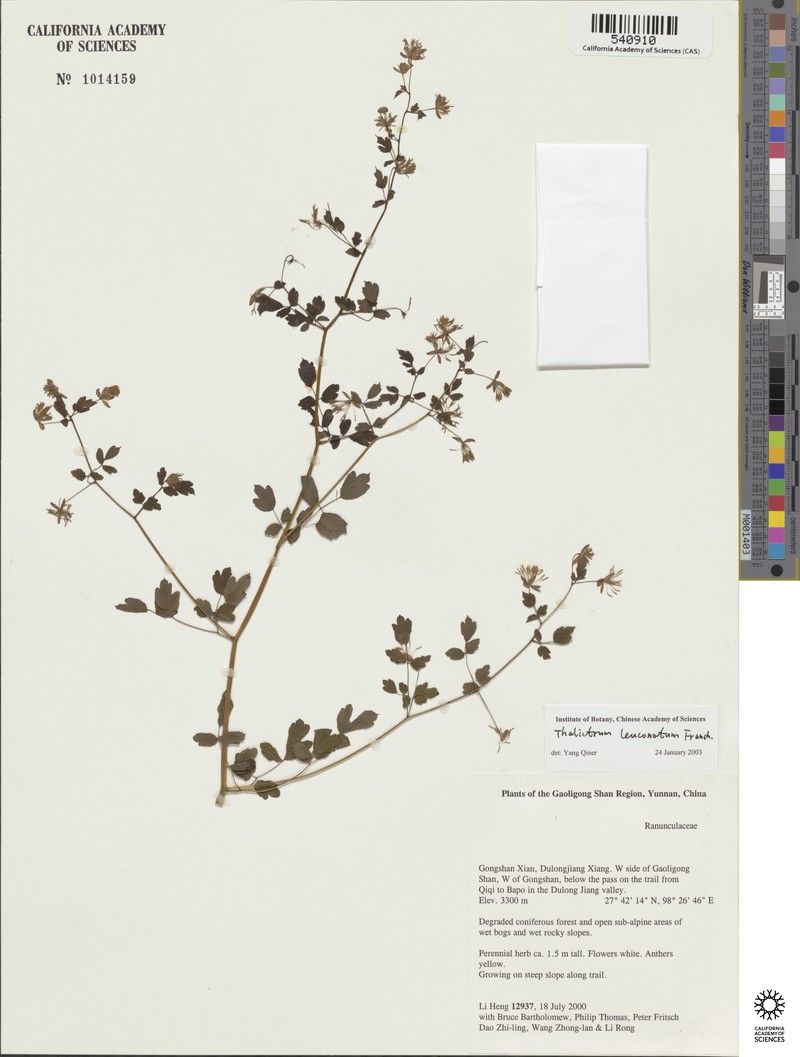 Thalictrum leuconotum photo 3