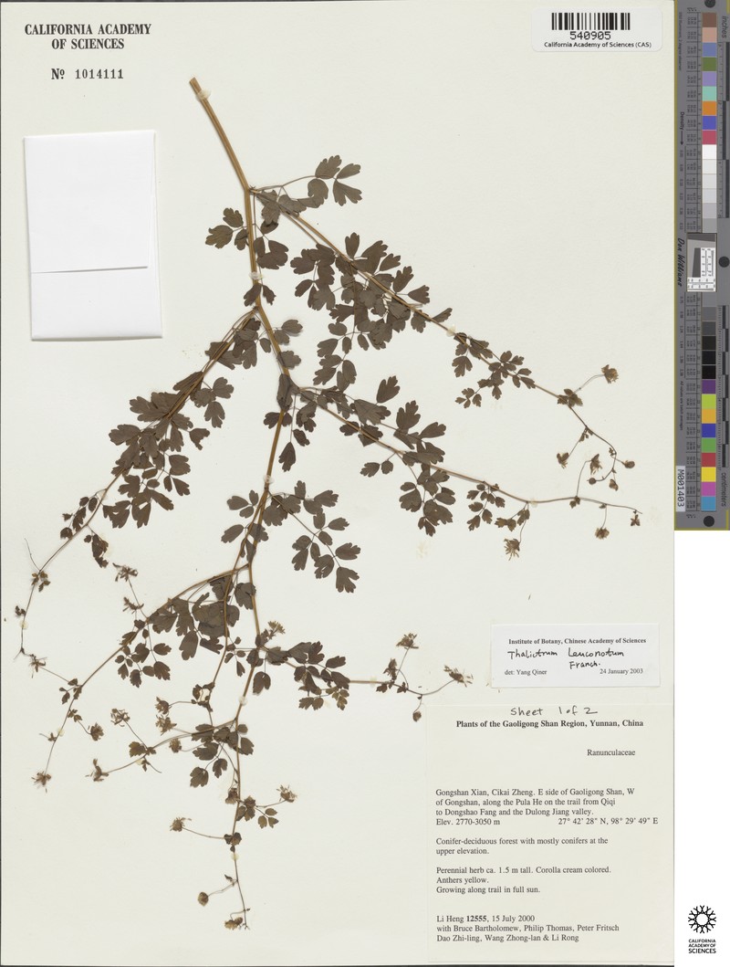 Thalictrum leuconotum photo 4