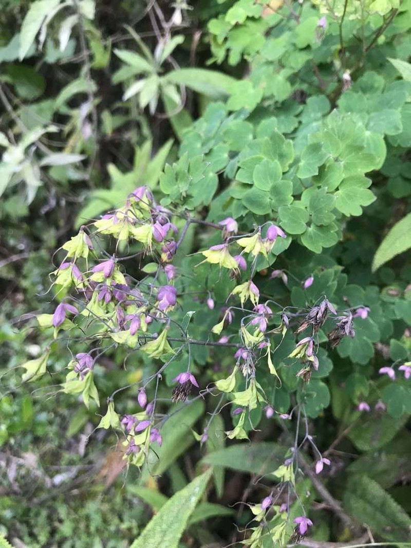 Thalictrum longistylum photo 2