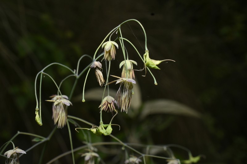 Thalictrum longistylum photo 3
