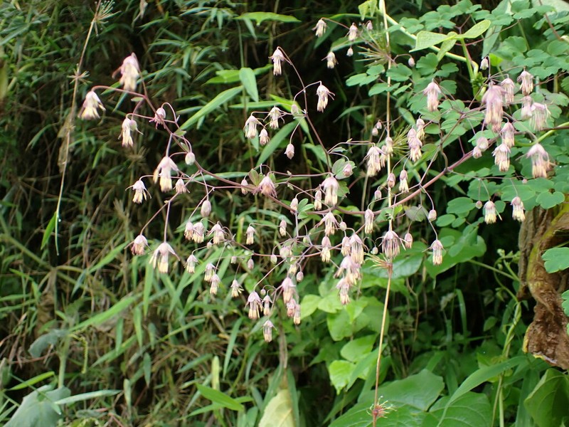 Thalictrum longistylum photo 4