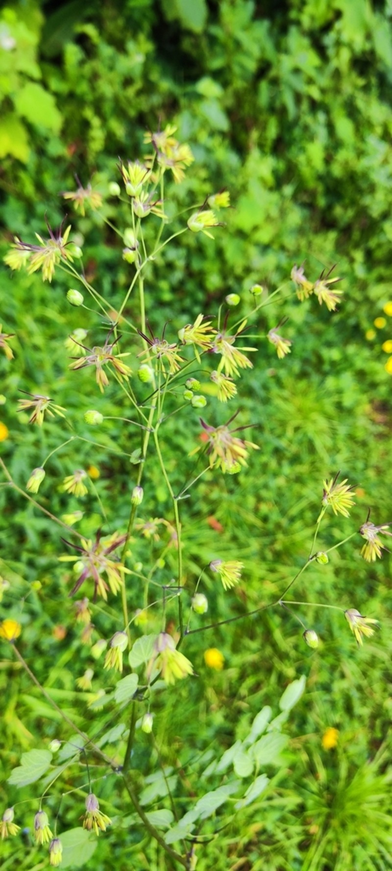 Thalictrum longistylum photo 5