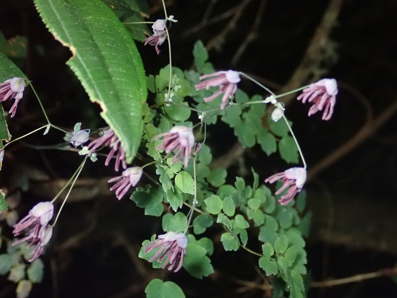 Thalictrum longistylum photo 6