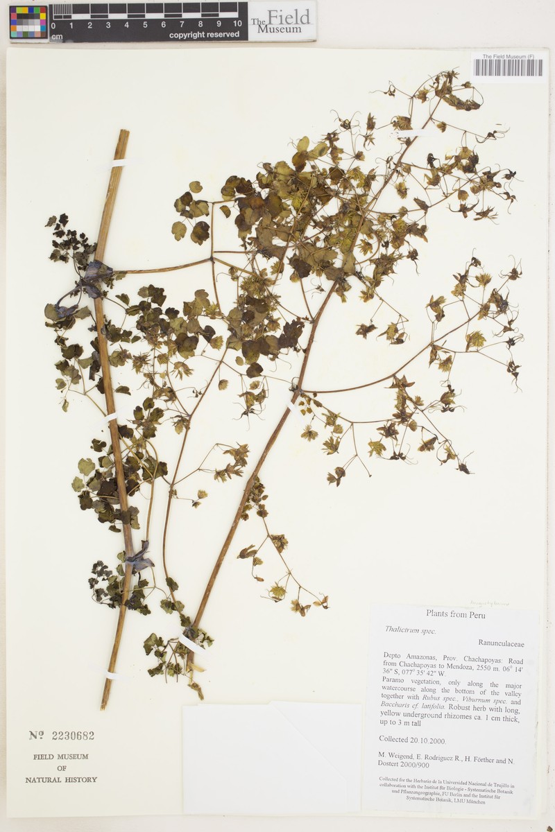 Thalictrum longistylum photo 7