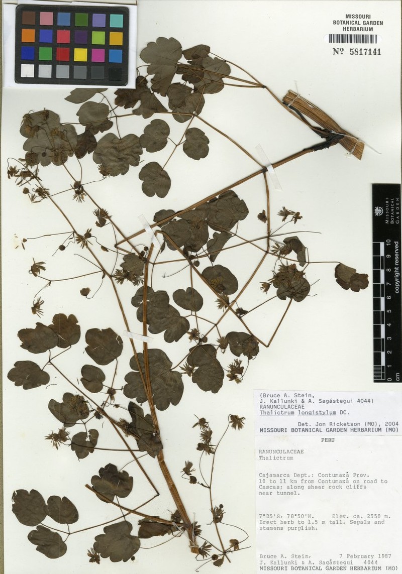 Thalictrum longistylum photo 8