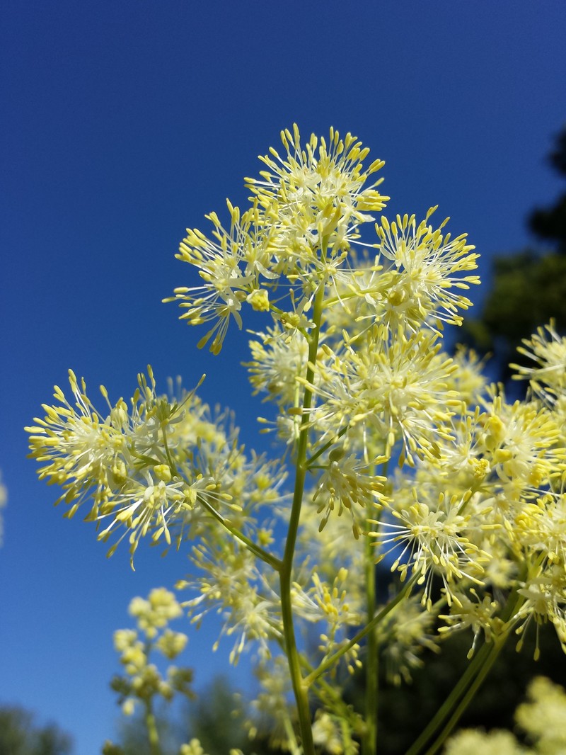 Thalictrum lucidum