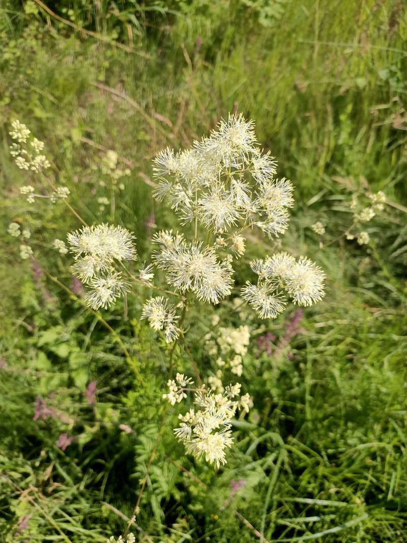 Thalictrum lucidum photo 2