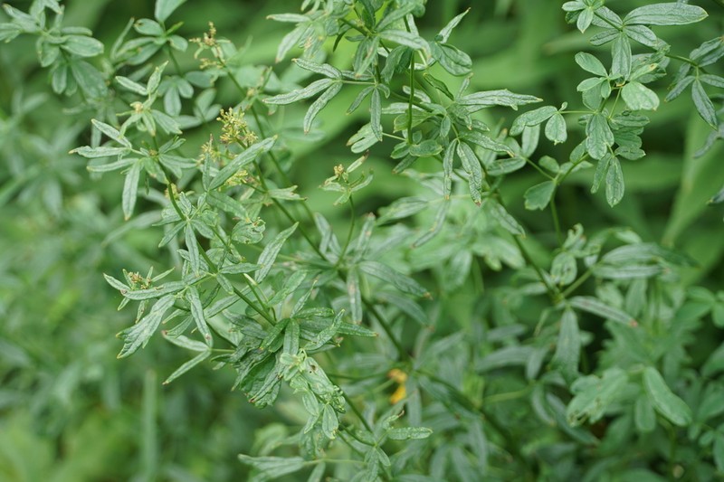 Thalictrum lucidum photo 3