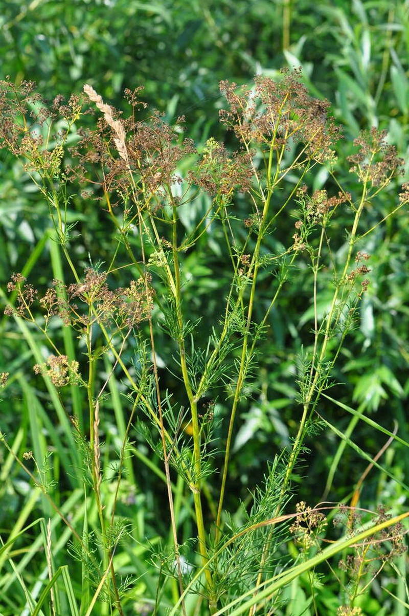 Thalictrum lucidum photo 5