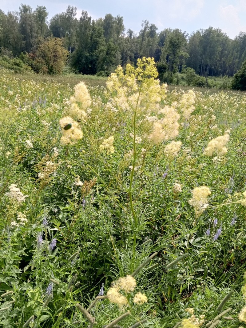 Thalictrum lucidum photo 6