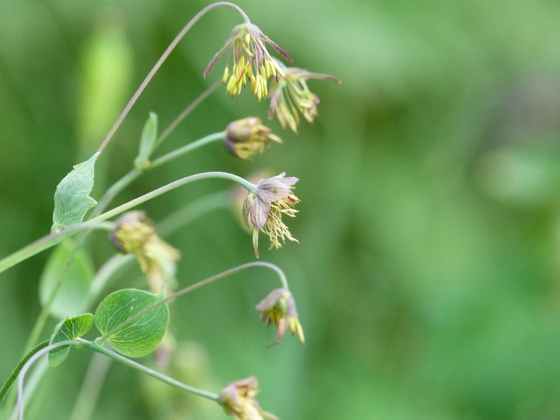 Thalictrum macrocarpum photo 2