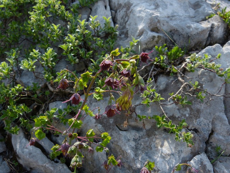 Thalictrum macrocarpum photo 3