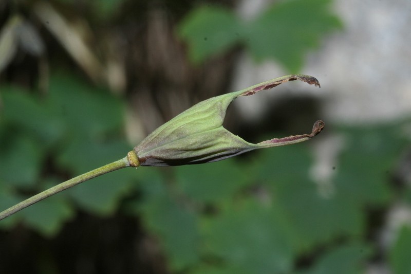 Thalictrum macrocarpum photo 4