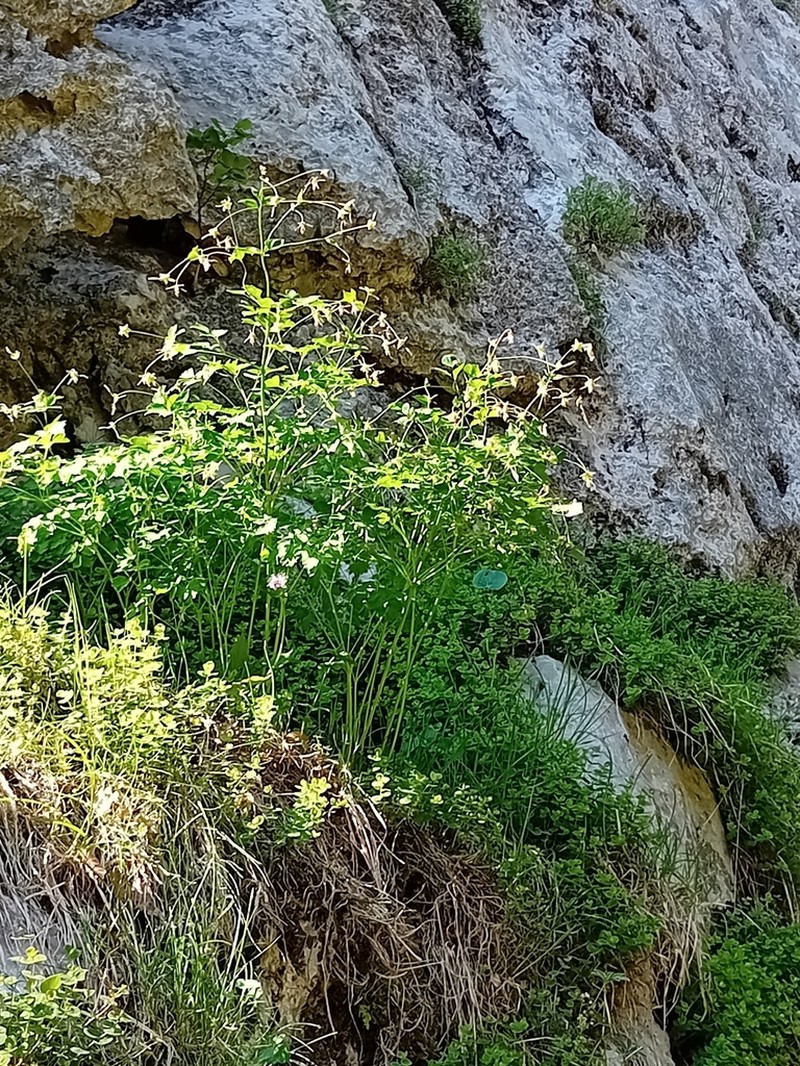 Thalictrum macrocarpum photo 5