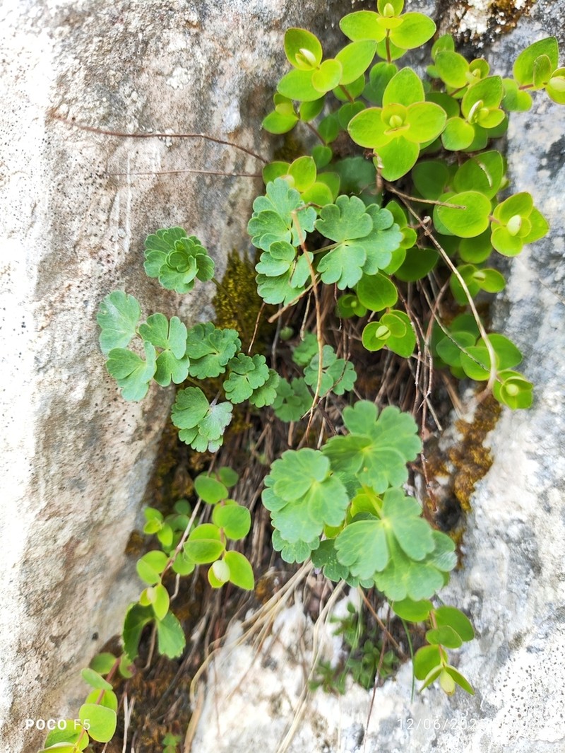 Thalictrum macrocarpum photo 6