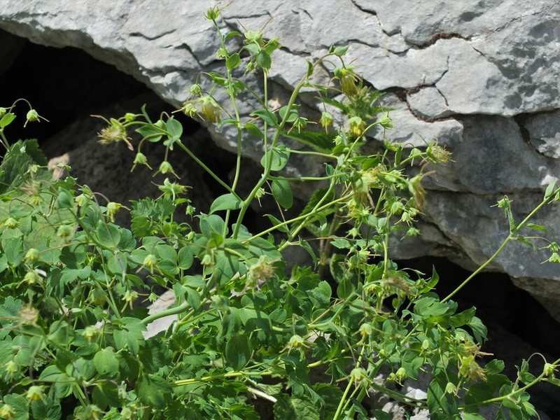 Thalictrum macrocarpum photo 7