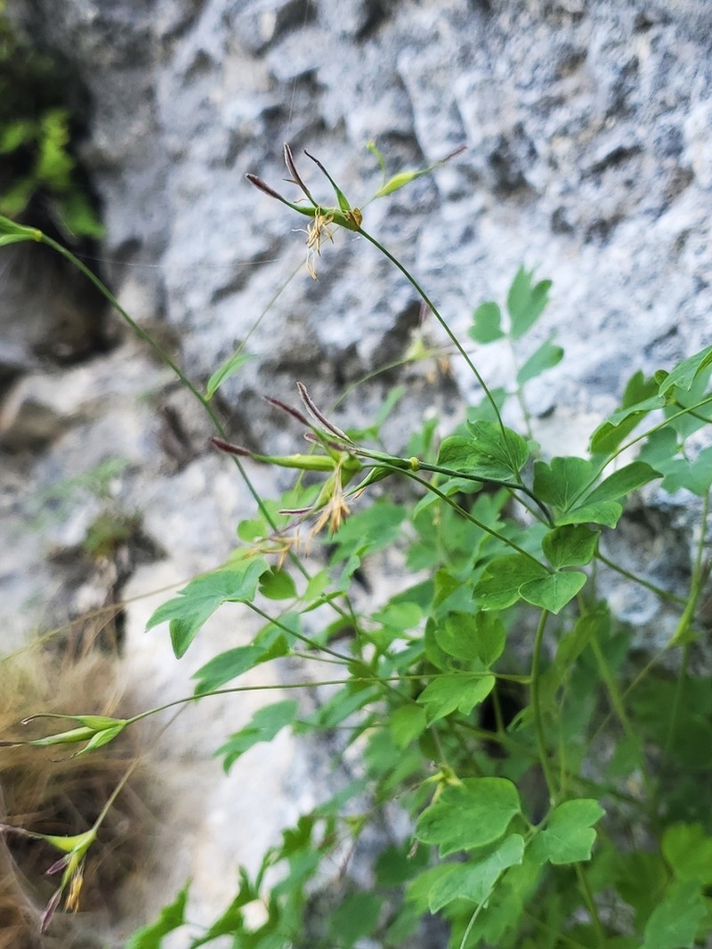 Thalictrum macrocarpum photo 8